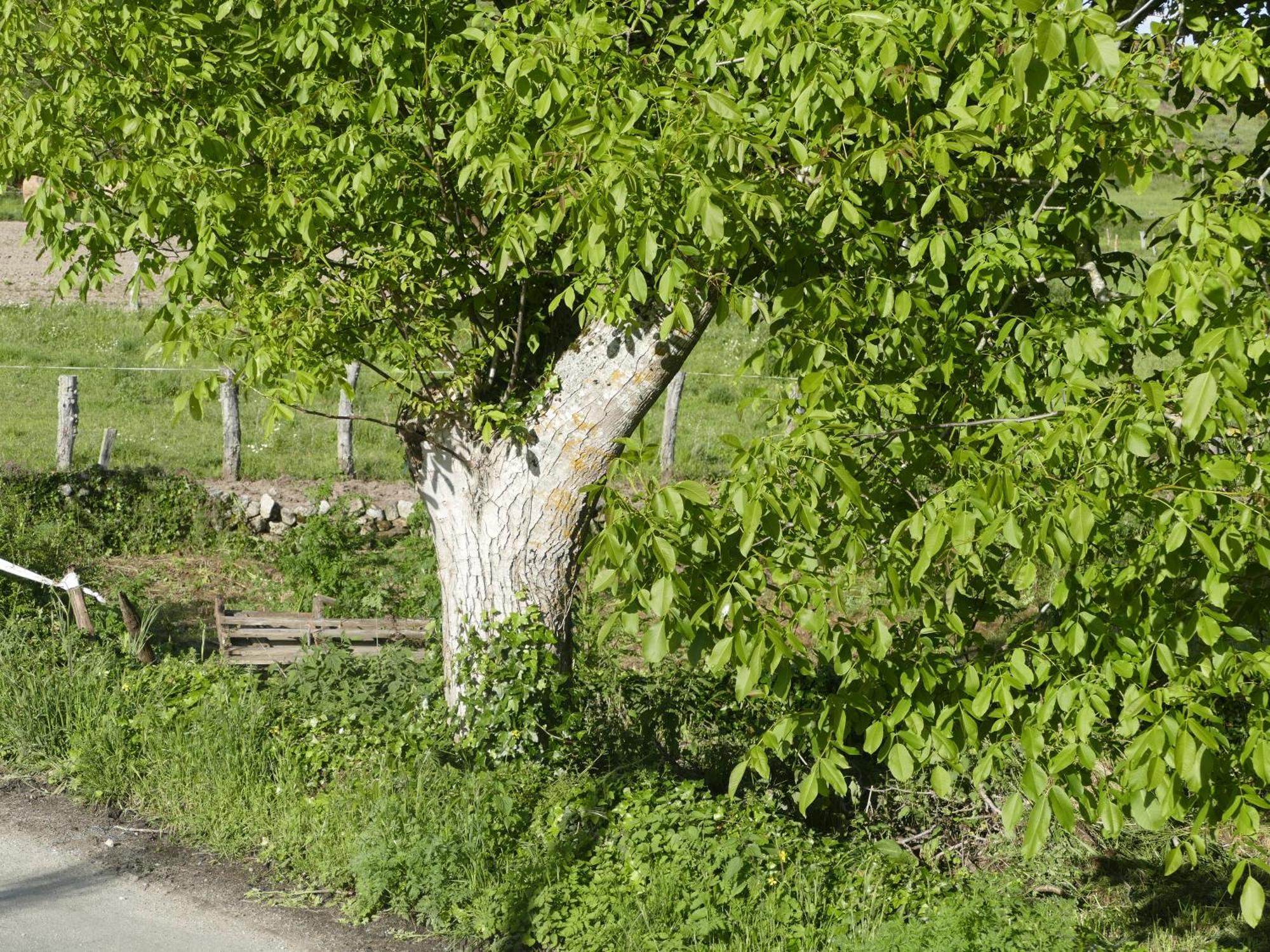 Pension O Corazon Da Ribeira Sacra La Teijeira Luaran gambar